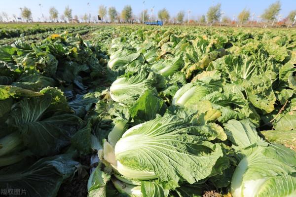 霜降白菜還用澆水嗎?根據溫度決定,不要翻老皇曆 霜降白菜還用澆水嗎?根據溫度決定,不要翻老皇曆