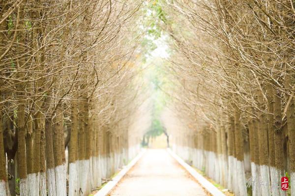雪松成林，山茶綻放，百花港開放式休閒林地基本建成
