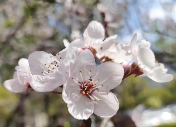 風和日麗，花花世界最是動人（原創）