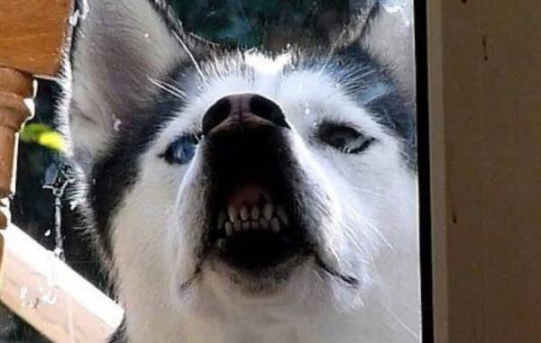 哈士奇愛不愛主人,從這5點就看出來了 哈士奇愛不愛主人,從這5點就看出來了