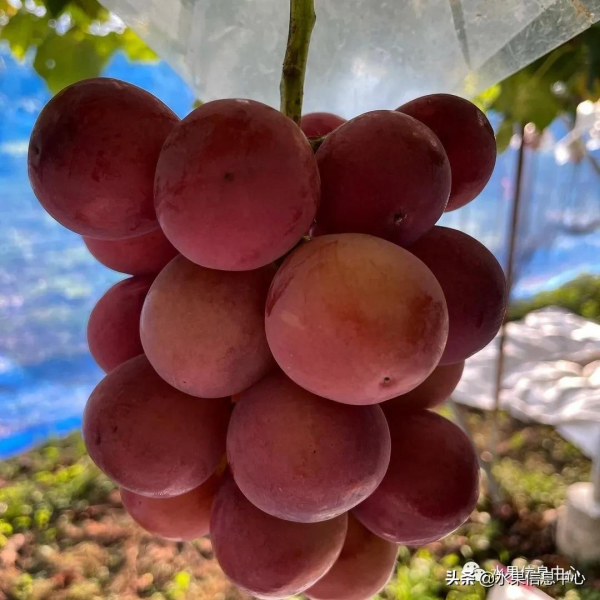 200元1斤,葡萄界中的勞斯萊斯,妮娜皇后究竟如何? 200元1斤,葡萄界中的勞斯萊斯,妮娜皇后究竟如何?