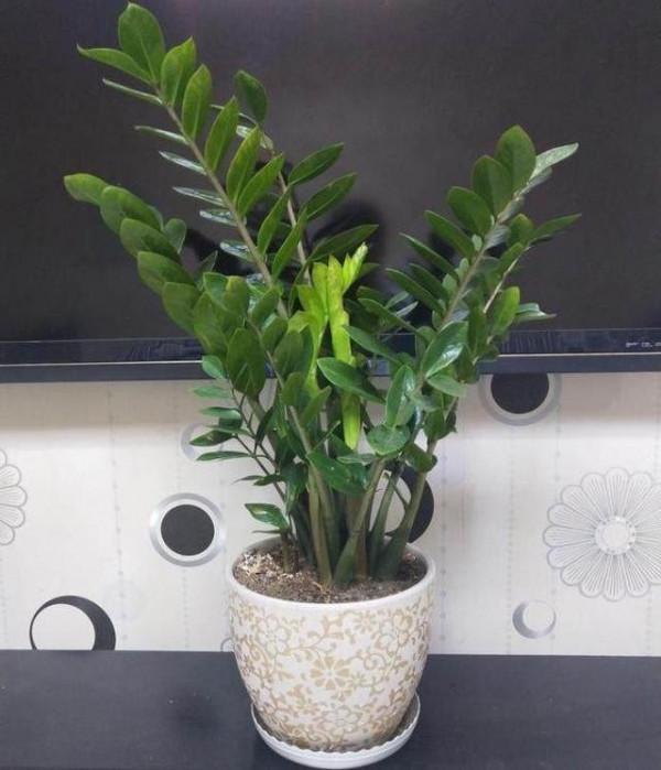 養金錢樹，4個“不將就”，保準葉片油綠，側芽爆不斷