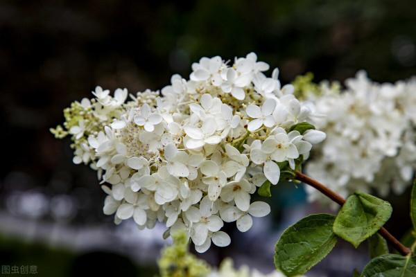 秋天遇到8種花,該出手時就出手,猶豫不決容易壞事 秋天遇到8種花,該出手時就出手,猶豫不決容易壞事