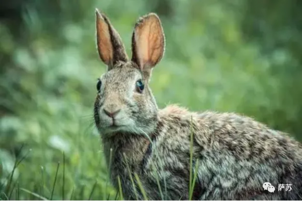 除了打日本鬼子，東北抗聯為啥還要跟山雞、松鼠、野兔周旋？