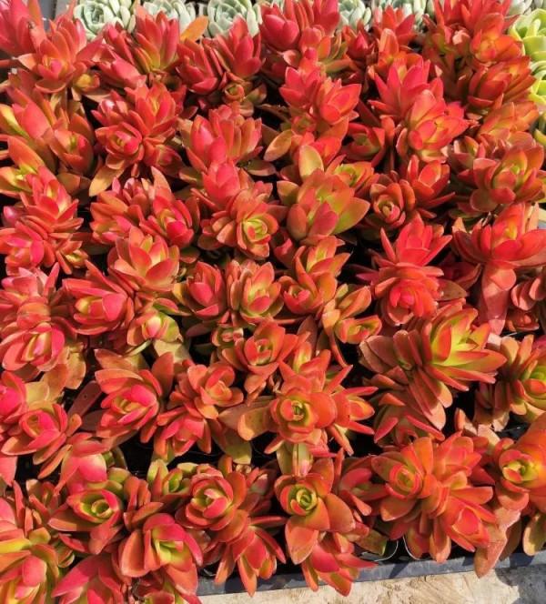 玫瑰火祭群生太美了