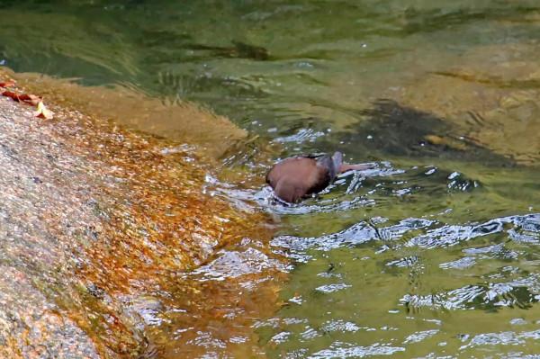 十八月潭“小精靈”——褐河烏