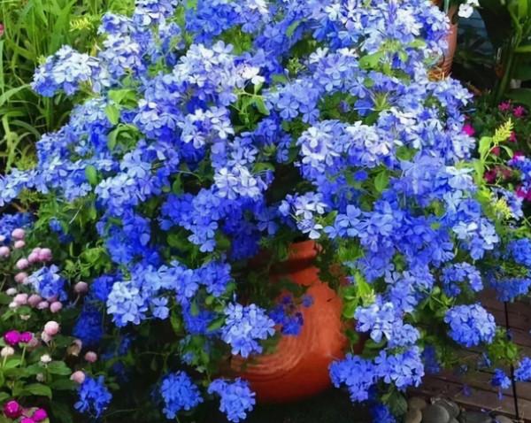 5種“省心花”，好看又好養，是養花新手們的最愛