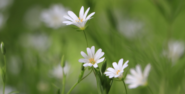 靈隱塔羅：天秤座12月下半月的運勢，把握機會，去開啟新的篇章