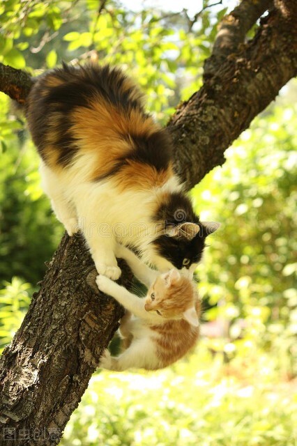 《平行貓間一一我養過的那些貓咪的故事》(六)