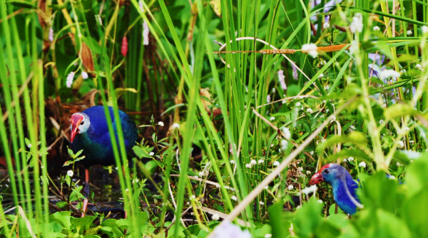 頭頂小紅帽!保山龍陵首現易危物種紫水雞 頭頂小紅帽!保山龍陵首現易危物種紫水雞