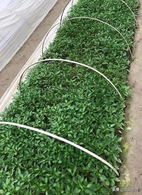 露地春種辣椒育苗時間及應採取措施