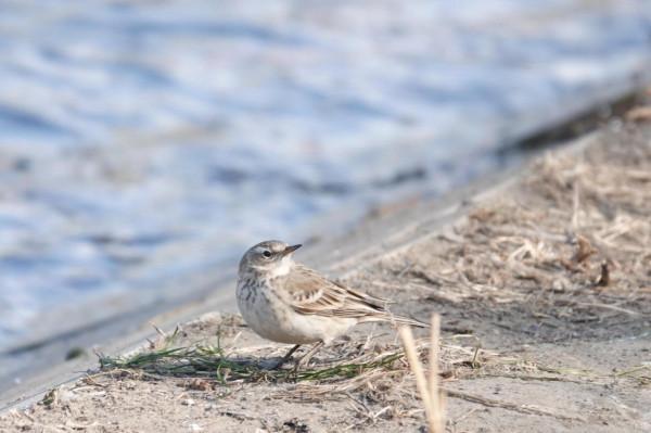 春節清河觀鳥記錄