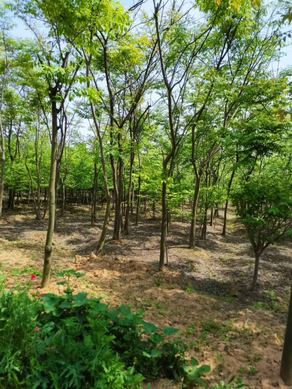 實拍！總投資超8000萬，丹陽這一休閒公園成了這樣...