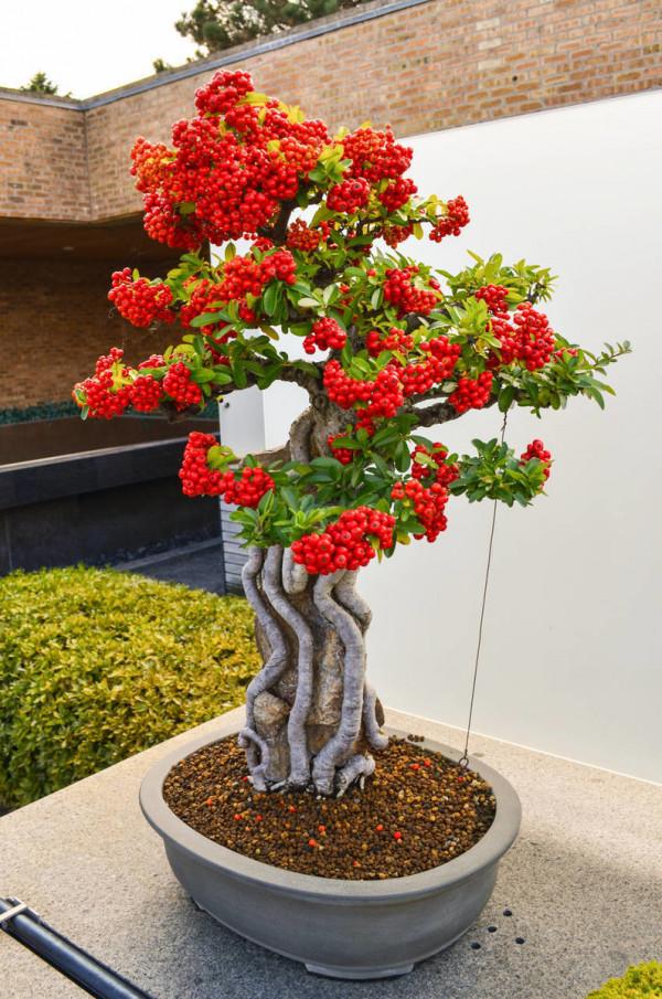 11種“富貴花”，適合養在客廳，好看又好養，養人又吉祥