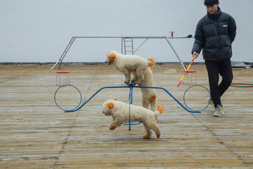 溫暖過年嘉遊贛 &vert; 【虎年添&OpenCurlyDoubleQuote;福&rdquo;氣！】春節怎麼玩？賽石城&CenterDot;花樂園給你不一樣的春節體驗~