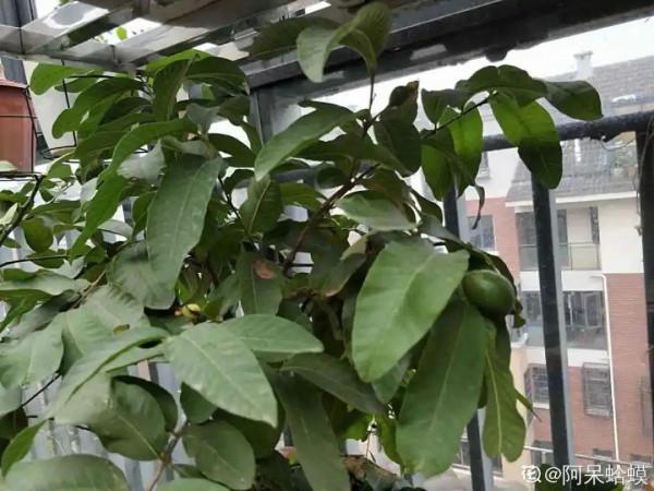 家裡養盆檸檬樹,四季都結果,滿屋子香味,開花勝過香水 家裡養盆檸檬樹,四季都結果,滿屋子香味,開花勝過香水