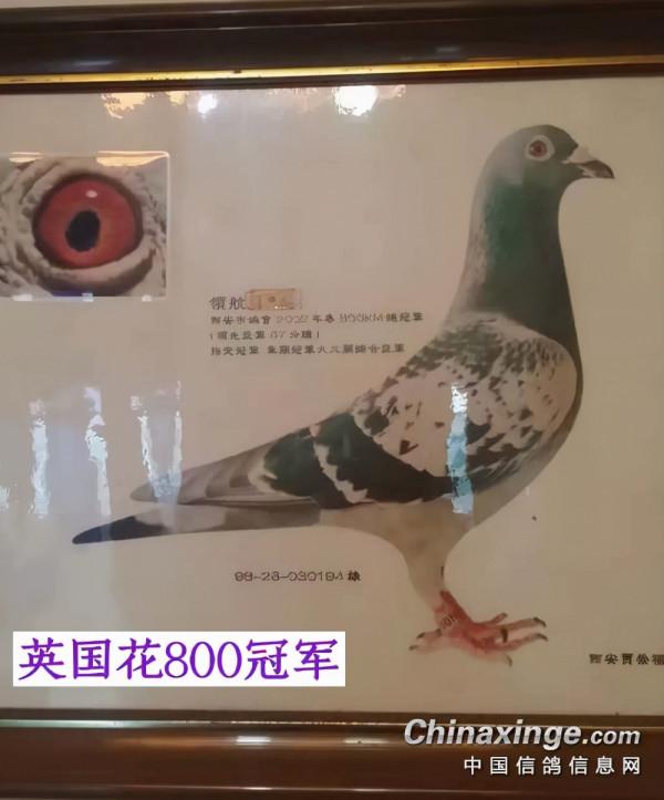 最有靈性的一隻鴿子&OpenCurlyDoubleQuote;英國花&rdquo;製成標本