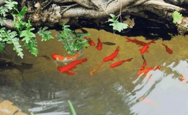 老了和知己建一個農場，過“同居式”養老生活