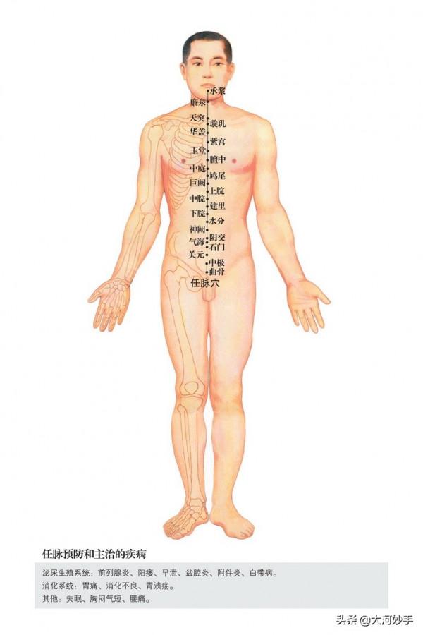 中醫精美3D經絡圖，任脈，大河養生古法八段錦必備