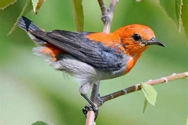 唐加拉雀集合，30只小小鳥