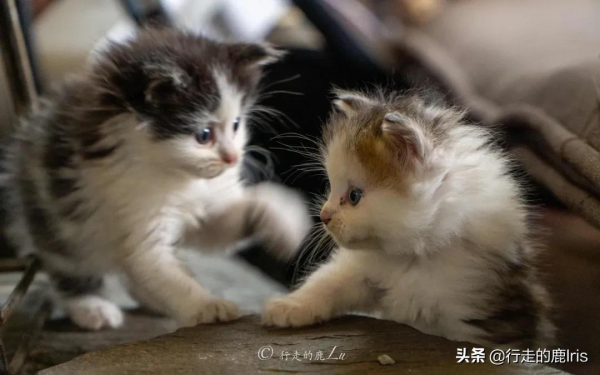 女生SOLO雨崩村：據說只有萬分之一的人見過這樣的雨崩