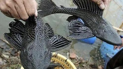 這幾種魚是最成功的入侵魚類，遇水則活，釣到儘量別放生