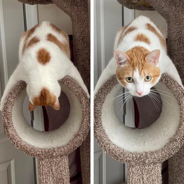 40張奇特而有趣的貓照片，看了讓人心情愉快