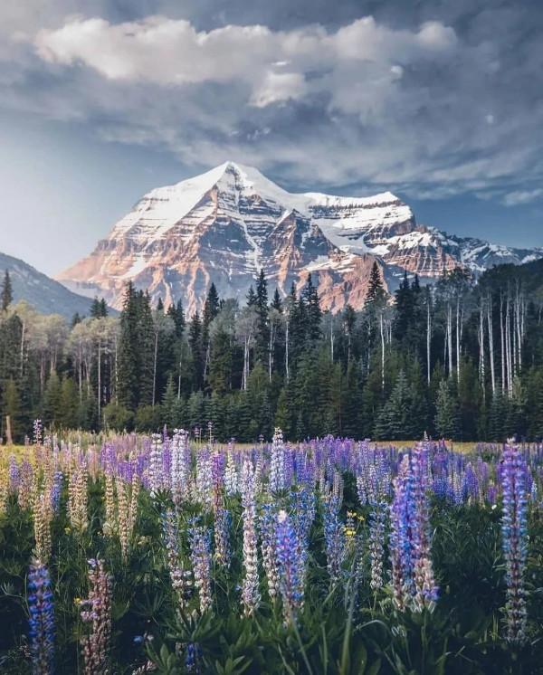 冬日裡的山與花