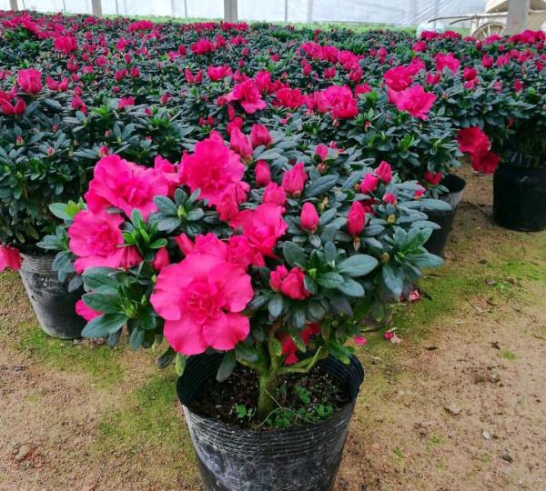 9種“勤勞花”，別名“天天開”，365天花不斷，也不怕累壞了