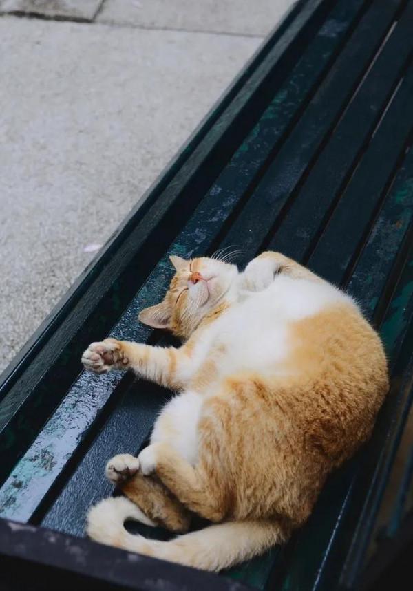 60多張有趣且可愛的貓看了讓人心情愉快