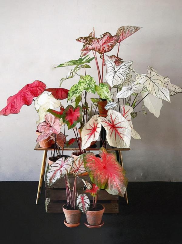 16種喜&OpenCurlyDoubleQuote;陰&rdquo;花，適合養在&OpenCurlyDoubleQuote;光照少&rdquo;的地方，光太強反而長不好