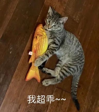 對人類幼崽佛系淡定的老母親，為什麼卻會被貓咪激發焦慮體質？