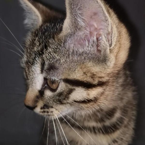 貓（狗）的情感和思維