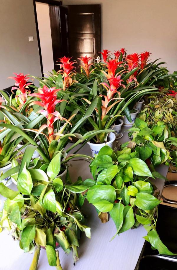 我家的花～剛剛換盆，還在緩秧期間。 圖片全部自拍