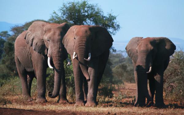 現實版的《侏羅紀公園》即將上演?長毛象真的會復活嗎? 現實版的《侏羅紀公園》即將上演?長毛象真的會復活嗎?