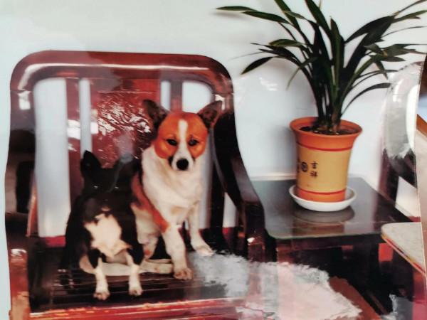 散文：我的花花