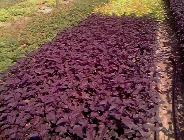 新型耐寒彩葉樹種——紫葉風箱果 新型耐寒彩葉樹種——紫葉風箱果