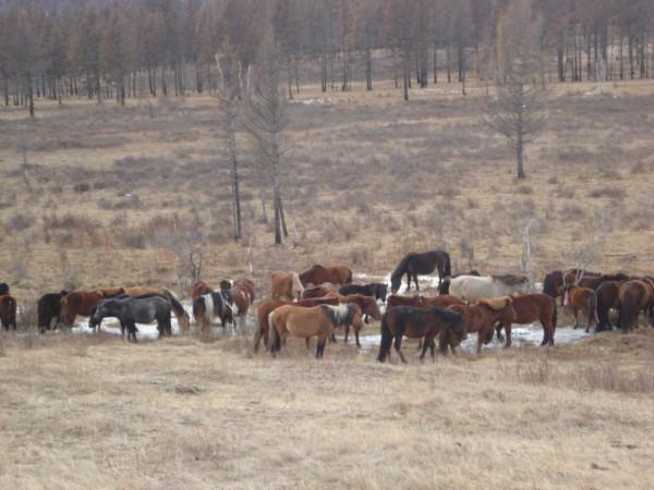 蒙古國牧民看似富裕，其實生活很艱辛，孤獨與無奈伴隨一生（中）
