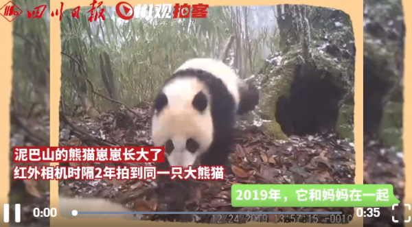 大熊貓離開媽媽後變“髒髒熊”，網友：很真實