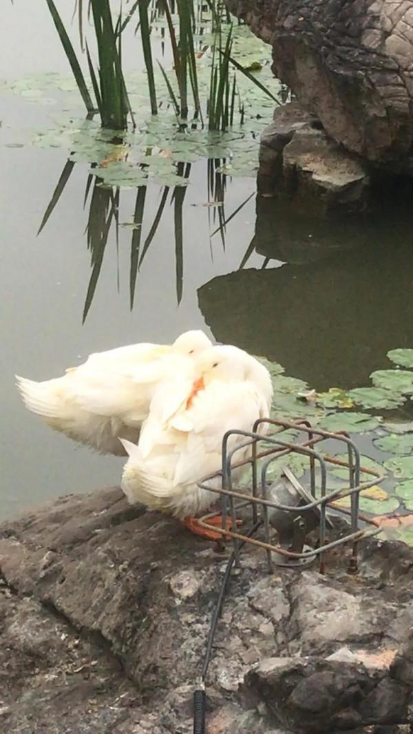 秋來水涼鴨最知