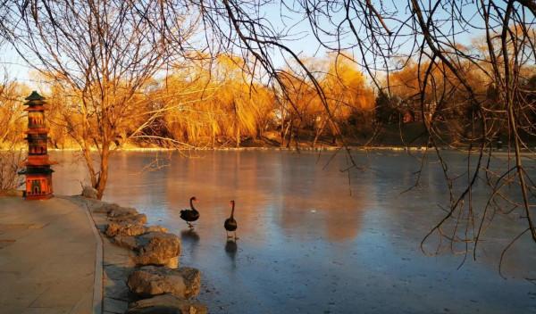 冬季夕陽西下之前的圓明園湖畔