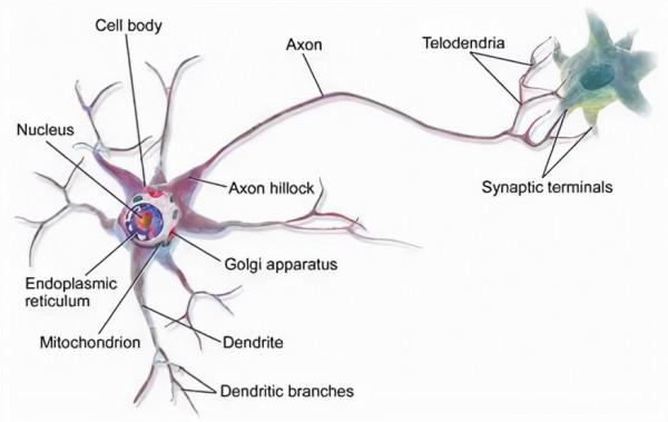 硬核科普:為什麼只有人類進化出高度發達的大腦? 硬核科普:為什麼只有人類進化出高度發達的大腦?