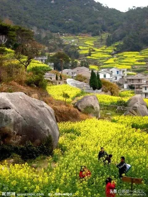 ﹤我喜歡看油菜花&gt&semi;