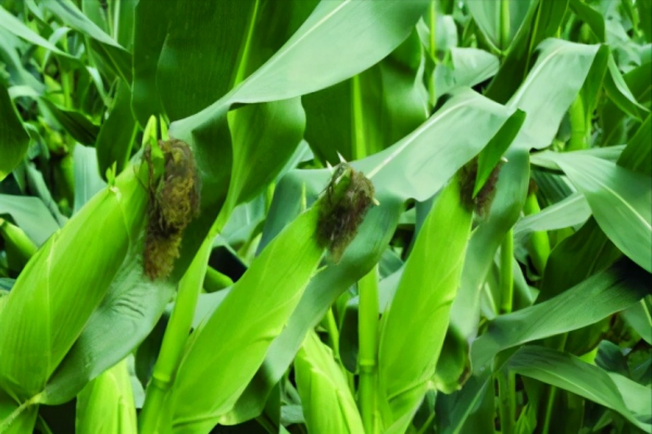 “玉米去了頭，力氣大如牛”，玉米去頭能增產20%？