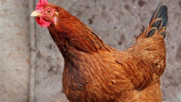 一對雞爪1萬4都拒絕賣,越南東濤雞憑啥這麼貴?我國能引進嗎? 一對雞爪1萬4都拒絕賣,越南東濤雞憑啥這麼貴?我國能引進嗎?