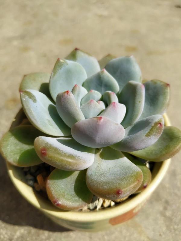 分享圖片--橙夢露多肉