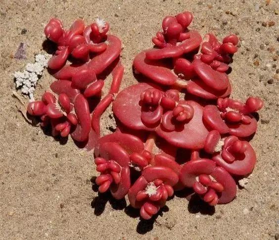 8種長相奇葩的多肉，讓人腦洞大開，你能想象得到它們的長相嗎？