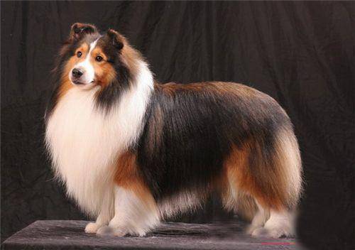 狗界智商前8名，你能猜對幾個？可能你家也在養