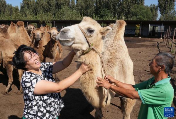 河北豐南:“80後”大學生鄭林林的駱駝夢 河北豐南:“80後”大學生鄭林林的駱駝夢