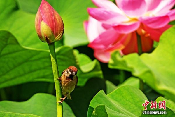 入夏荷花生 賞荷正當時 入夏荷花生 賞荷正當時